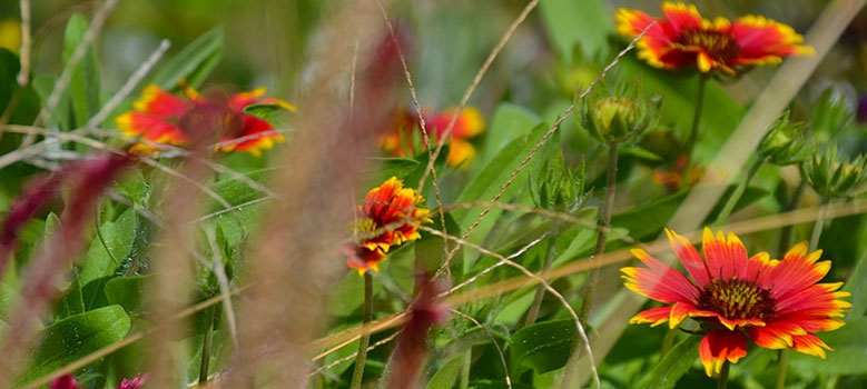 Flowers on campus